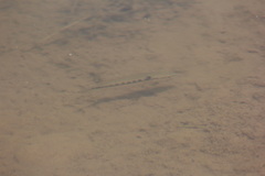 Crenicichla saxatilis