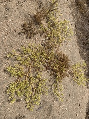 Chorizanthe procumbens