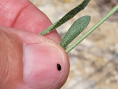 Physaria engelmannii