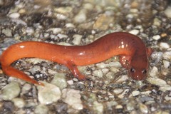 Pseudotriton montanus