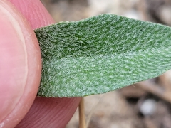 Physaria engelmannii