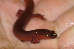 Pseudotriton montanus