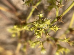 Chorizanthe procumbens