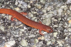 Pseudotriton montanus