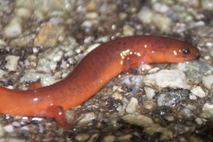 Pseudotriton montanus