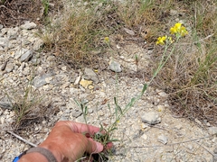 Physaria engelmannii