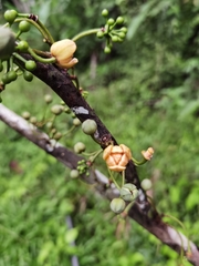 Unonopsis pittieri