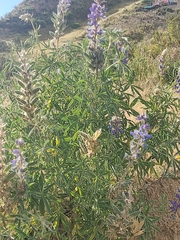 Lupinus altimontanus