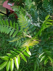 Rhus copallina image