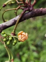 Unonopsis pittieri