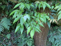 Vaccinium randaiense