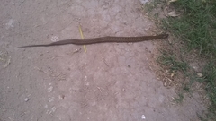 Mesotes strigatus