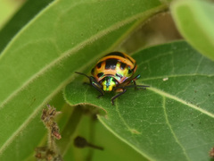 Chrysocoris fascialis