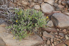 Pegolettia