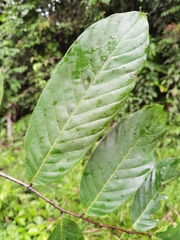Unonopsis pittieri