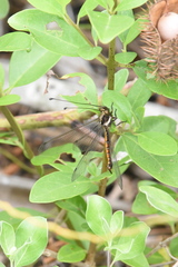 Ascalohybris subjacens