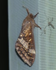 Oxycanus goldfinchi