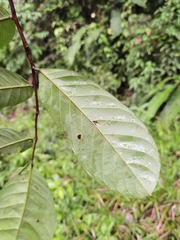 Unonopsis pittieri