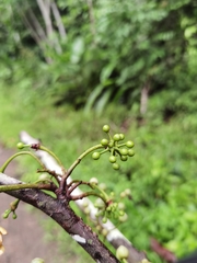 Unonopsis pittieri