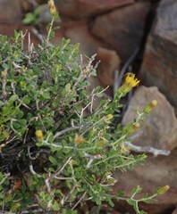 Pegolettia