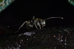 Polyrhachis proxima