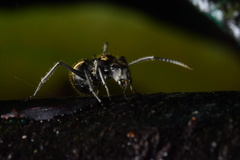 Polyrhachis proxima