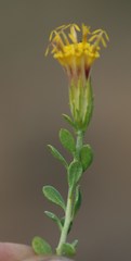 Pegolettia
