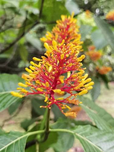 Image of Palicourea guianensis by (c) Eduardo Chacón Madrigal, some rights reserved (CC BY)
