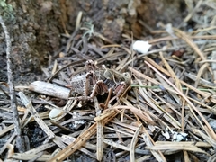 Cyphoderris monstrosa