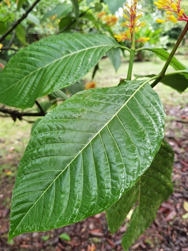 Image of Palicourea guianensis by (c) Eduardo Chacón Madrigal, some rights reserved (CC BY)