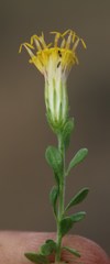 Pegolettia