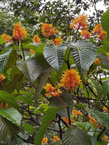 Image of Palicourea guianensis by (c) Eduardo Chacón Madrigal, some rights reserved (CC BY)