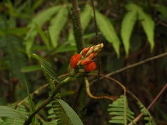 Elleanthus aurantiacus