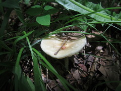 Melanoleuca alboflavida