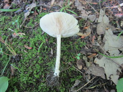 Melanoleuca alboflavida