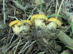 Cantharellus flavus