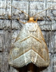 Oxycilla mitographa