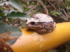 Gastrotheca riobambae