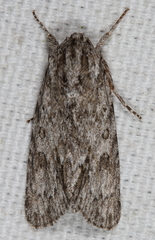 Acronicta longa