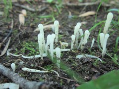 Clavaria acuta
