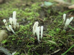 Clavaria acuta