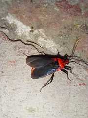 Rhiginia cinctiventris