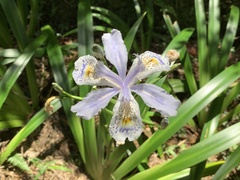 Iris formosana