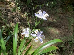 Iris formosana