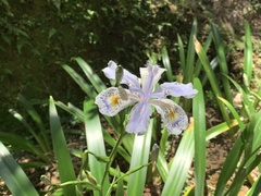Iris formosana