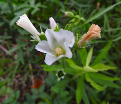 Callirhoe alcaeoides