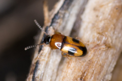 Poecilocrypticus formicophilus
