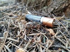 Cyphoderris monstrosa