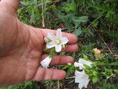 Callirhoe alcaeoides