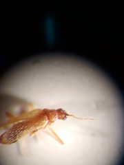 Thylodrias contractus